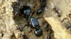 Murns (krepitev) in njihova vsebina